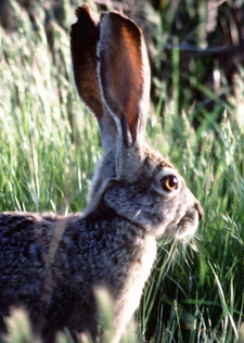 Ears